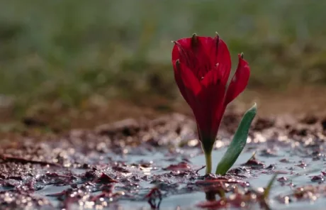 Там, куда падают тени (2016)